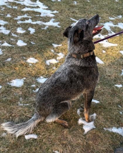 Pupper, Adoptable, Adult Male Australian Cattle Dog / Blue Heeler & Mixed Breed.