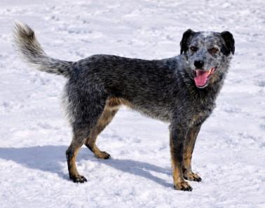 Enlarge Pupper, a Adoptable mixed breed in Baraboo, WI image 3/3