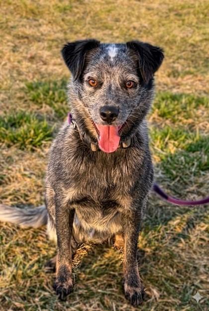 Enlarge Pupper, a Adoptable mixed breed in Baraboo, WI image 3/3