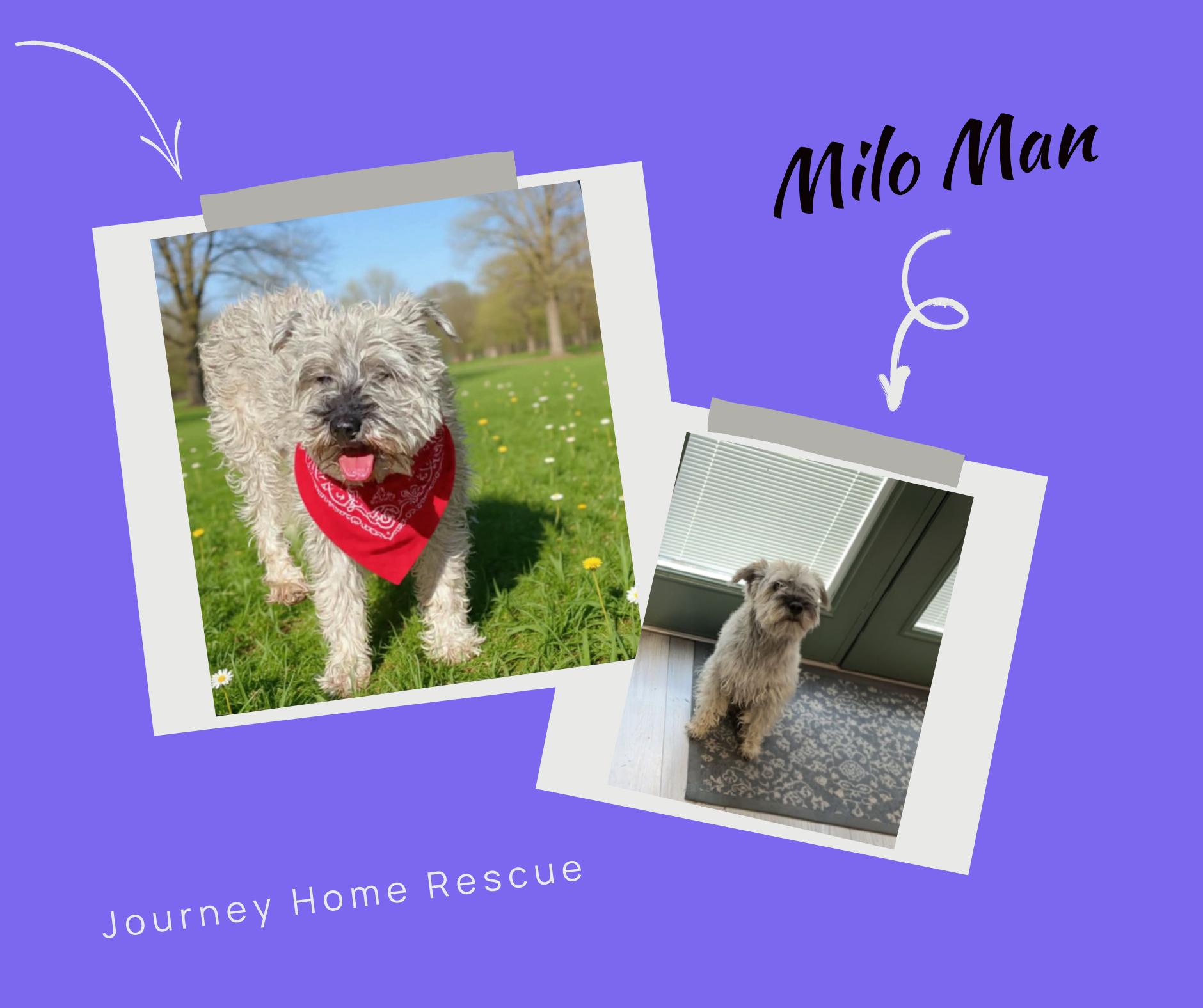 Enlarge Milo Man, a ADOPTABLE mixed breed in East Wenatchee, WA image 1/1