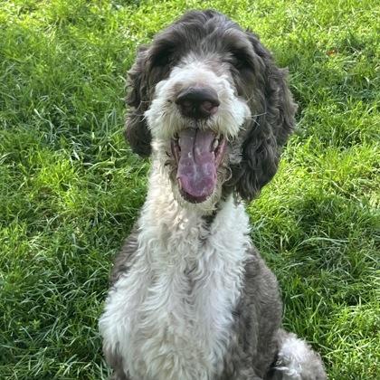 Clyde, ADOPTABLE, Young Male Mixed Breed & Poodle.