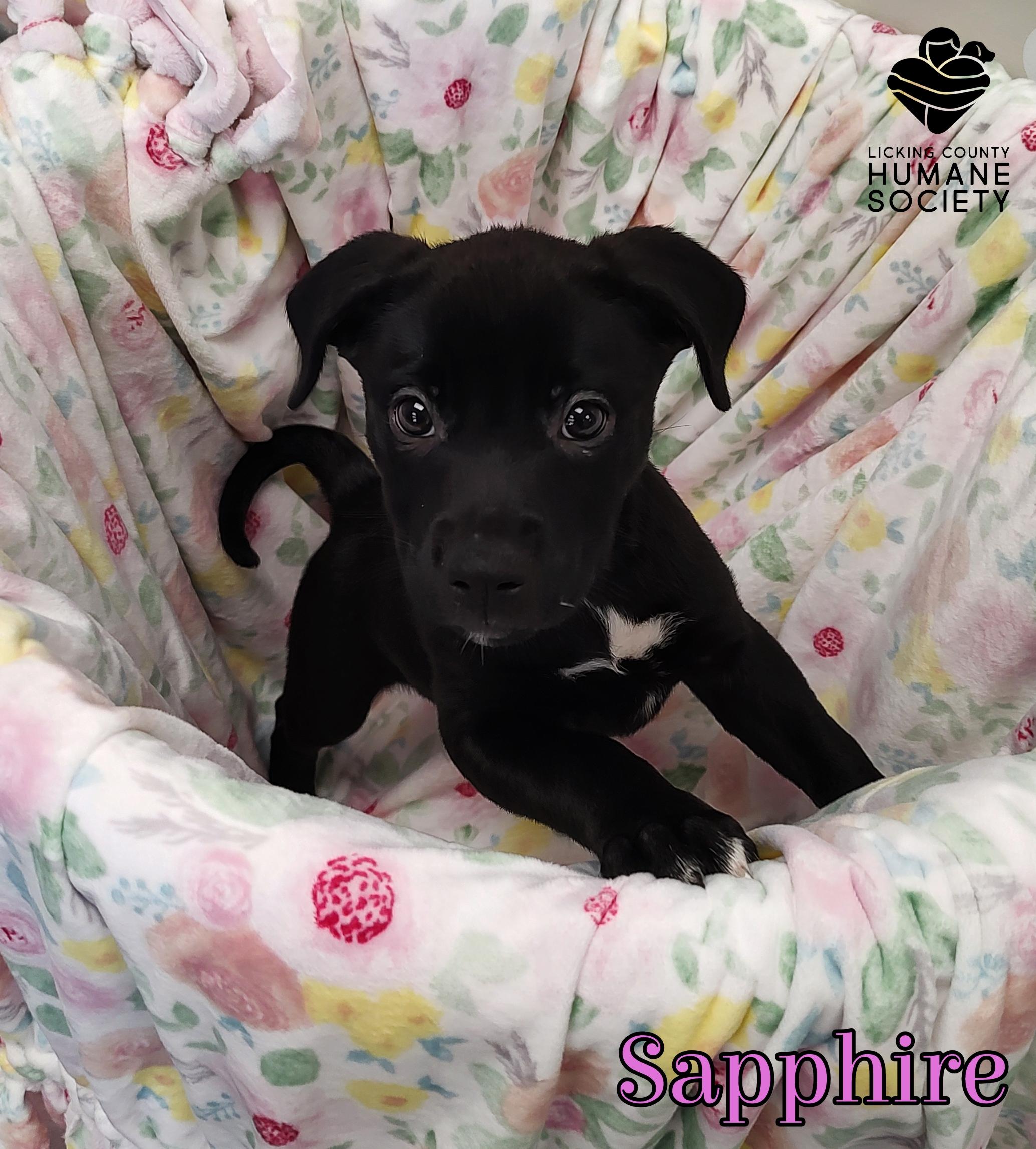 Enlarge Sapphire, a Adoptable mixed breed in Heath, OH image 1/1