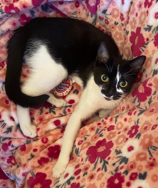 Enlarge Oreo Crumble, a Adoptable mixed breed in Lancaster, PA image 1/1