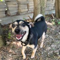 Chasey, a ADOPTABLE mixed breed in Albany, NY image 2/3