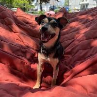 Chasey, a ADOPTABLE mixed breed in Albany, NY image 3/3