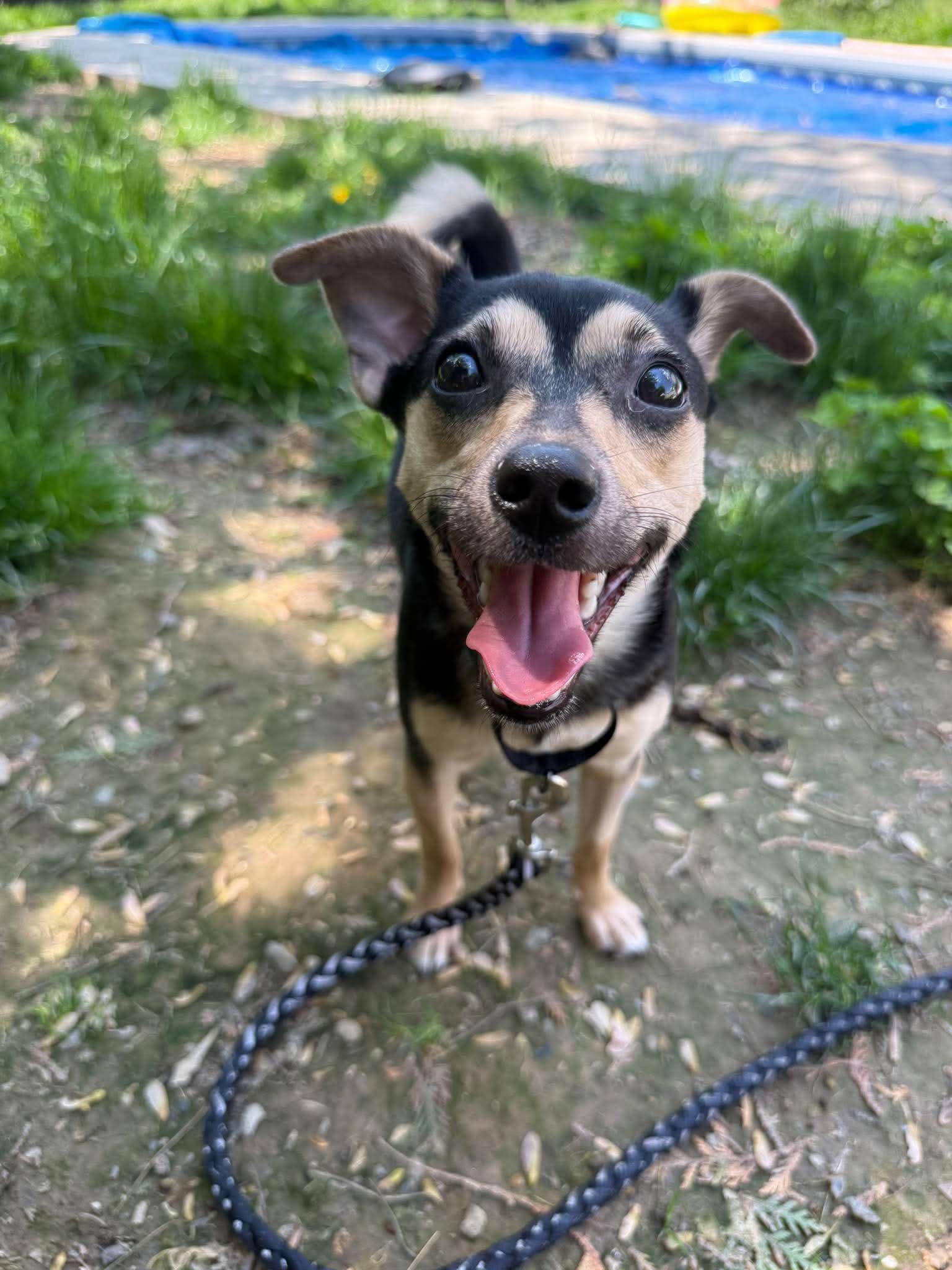 Chasey, a ADOPTABLE mixed breed in Albany, NY image 1/3