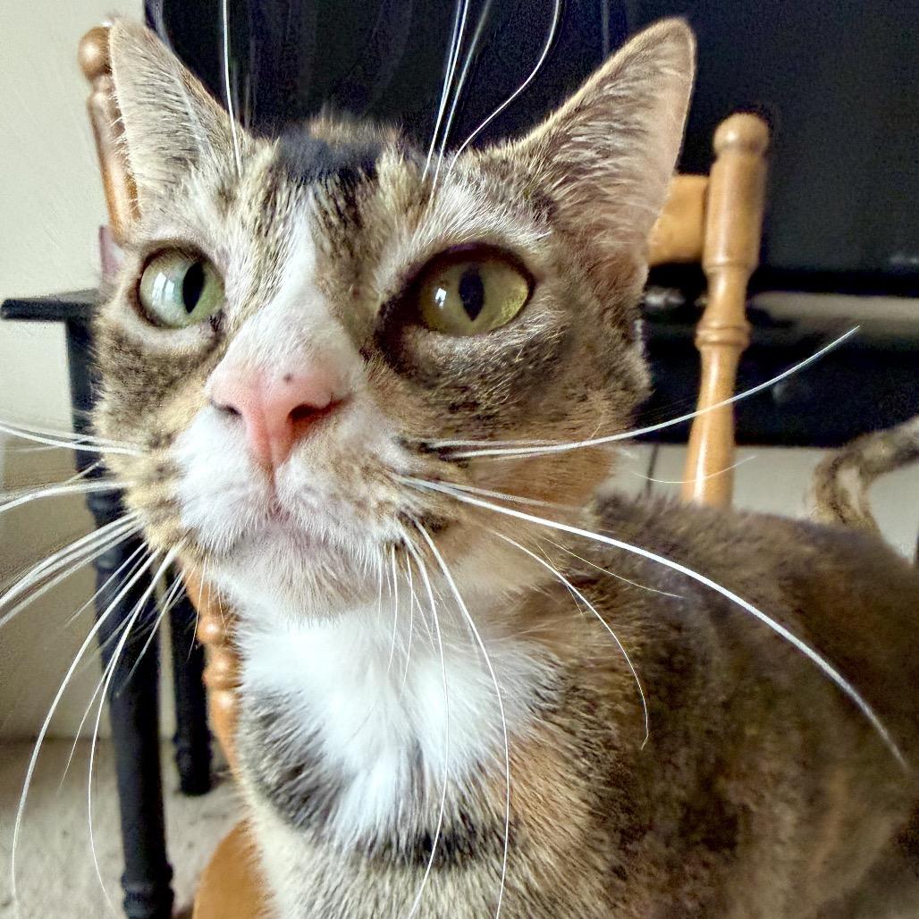 Trudy, Adoptable, Adult Female Domestic Short Hair.