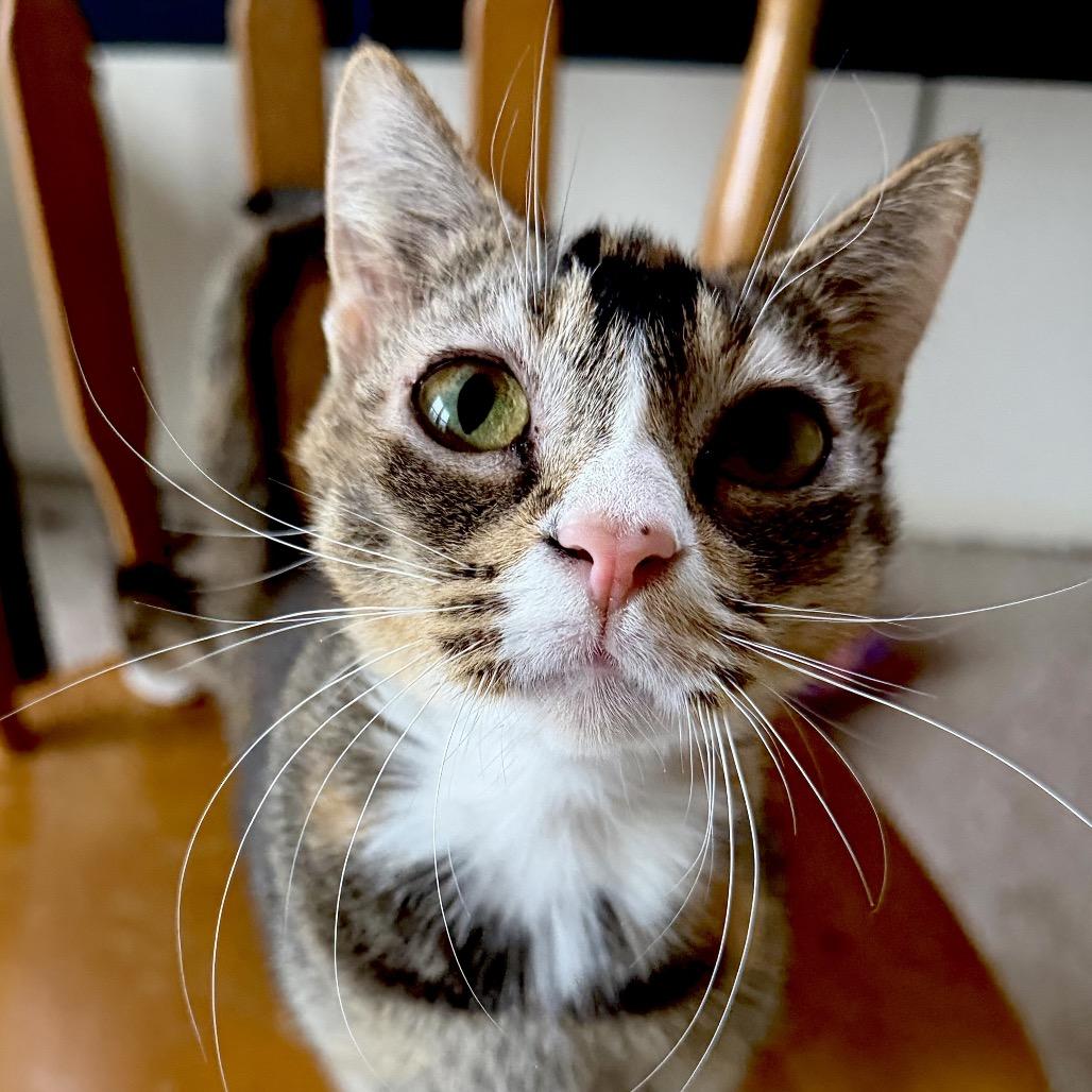 Enlarge Trudy, a Adoptable Domestic Short Hair in Springfield, OR image 2/4