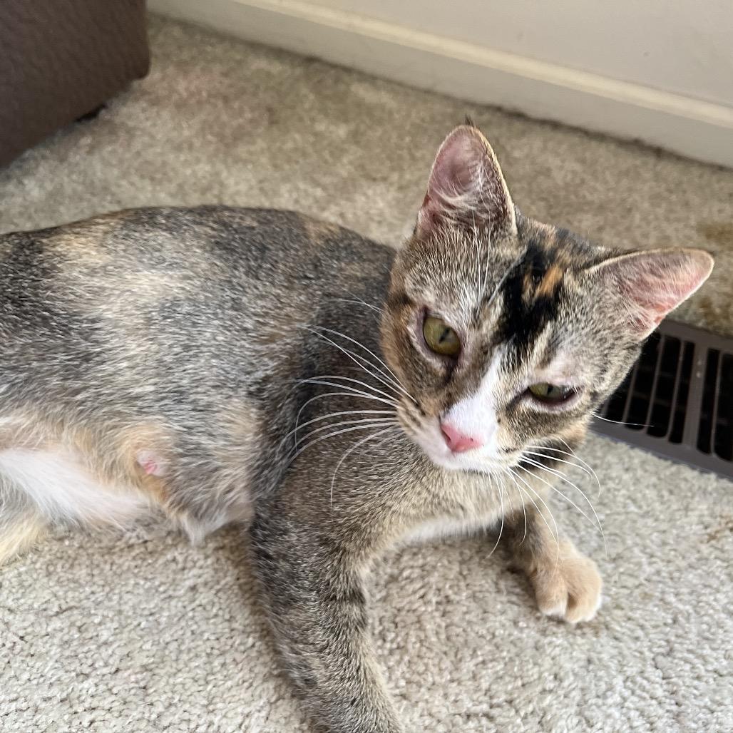 Enlarge Trudy, a Adoptable Domestic Short Hair in Springfield, OR image 3/4