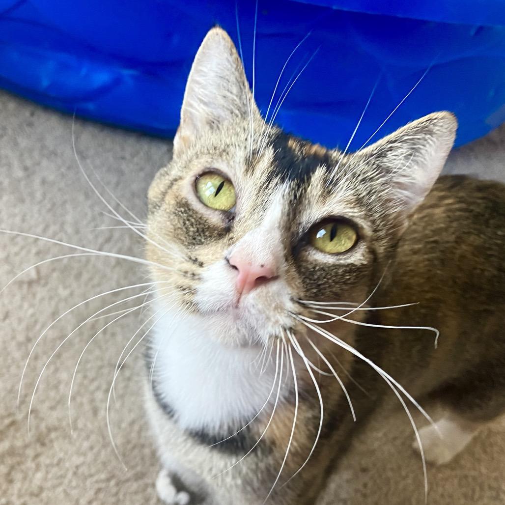 Enlarge Trudy, a Adoptable Domestic Short Hair in Springfield, OR image 4/4