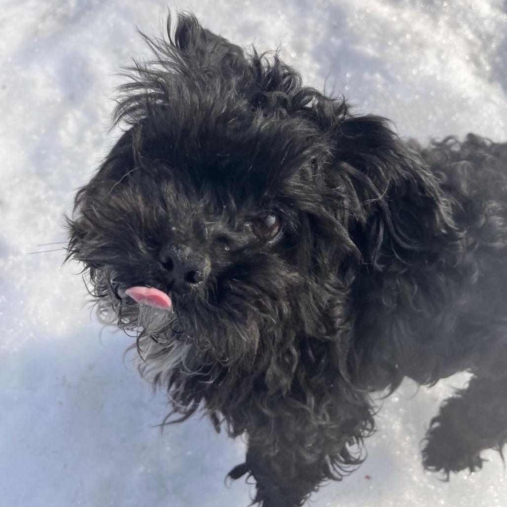 Midnight, Adoptable, Adult Female Poodle & Shih Tzu.