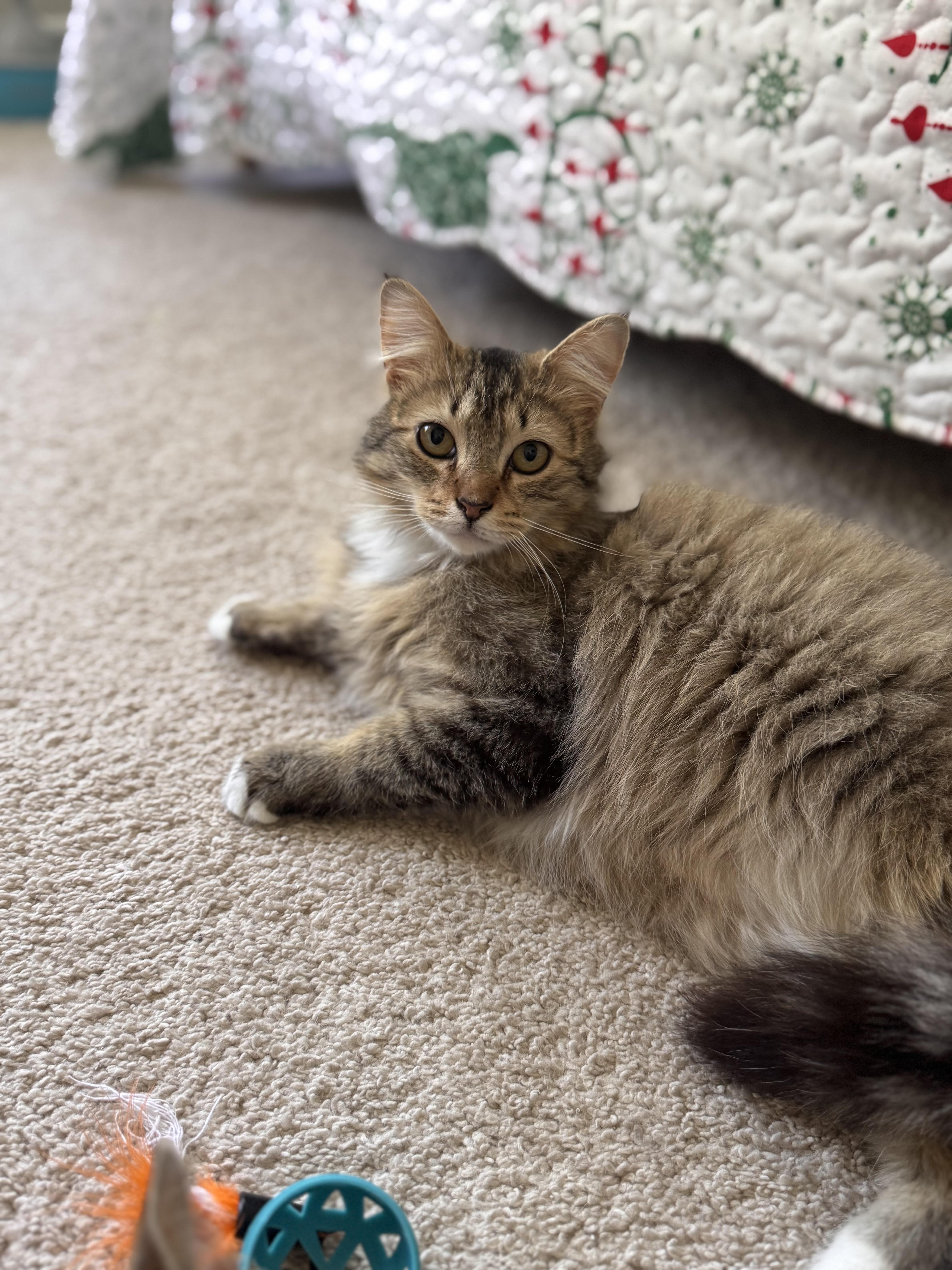 Jimmie, a ADOPTABLE Domestic Long Hair in Leesburg, VA image 5/5