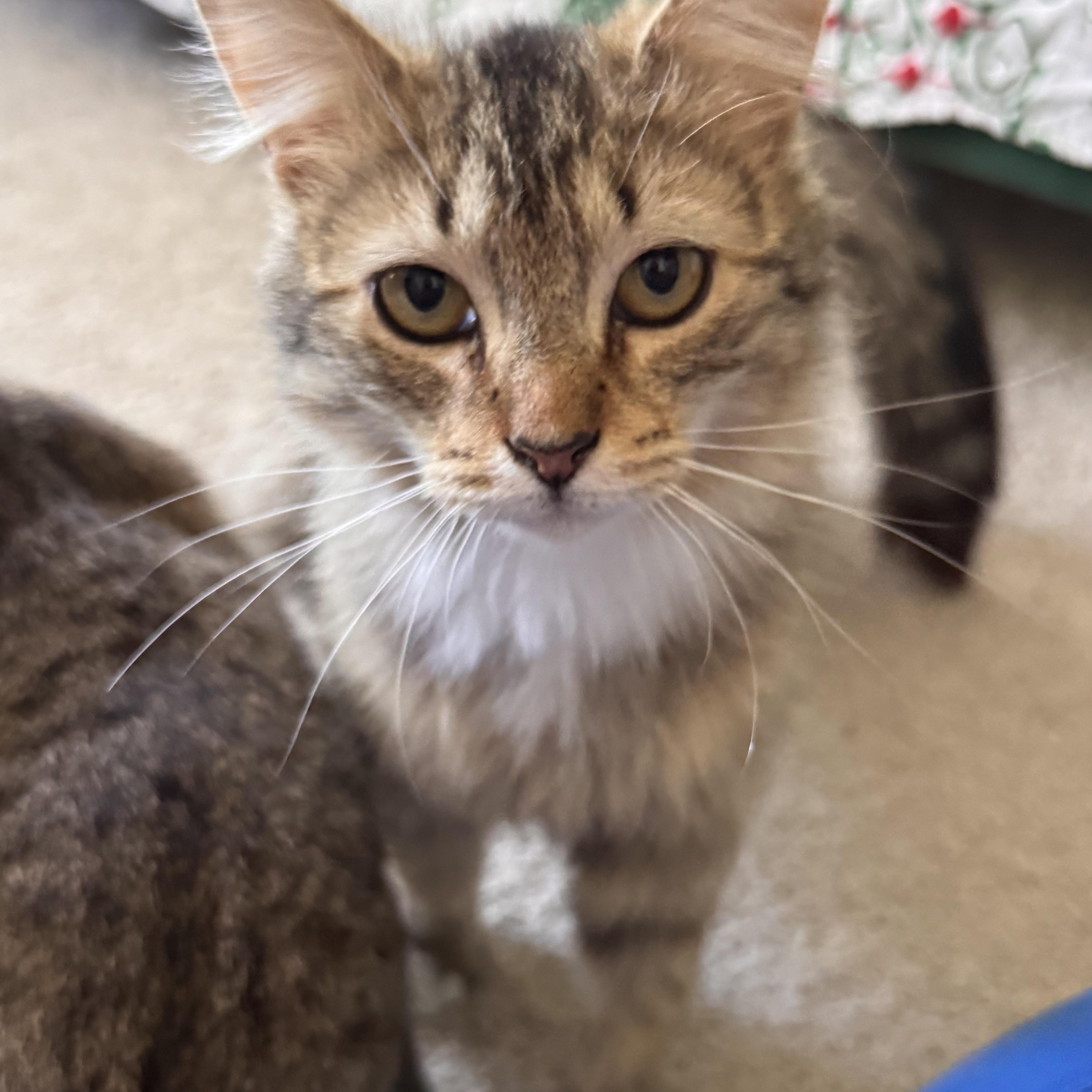 Jimmie, a ADOPTABLE Domestic Long Hair in Leesburg, VA image 4/5