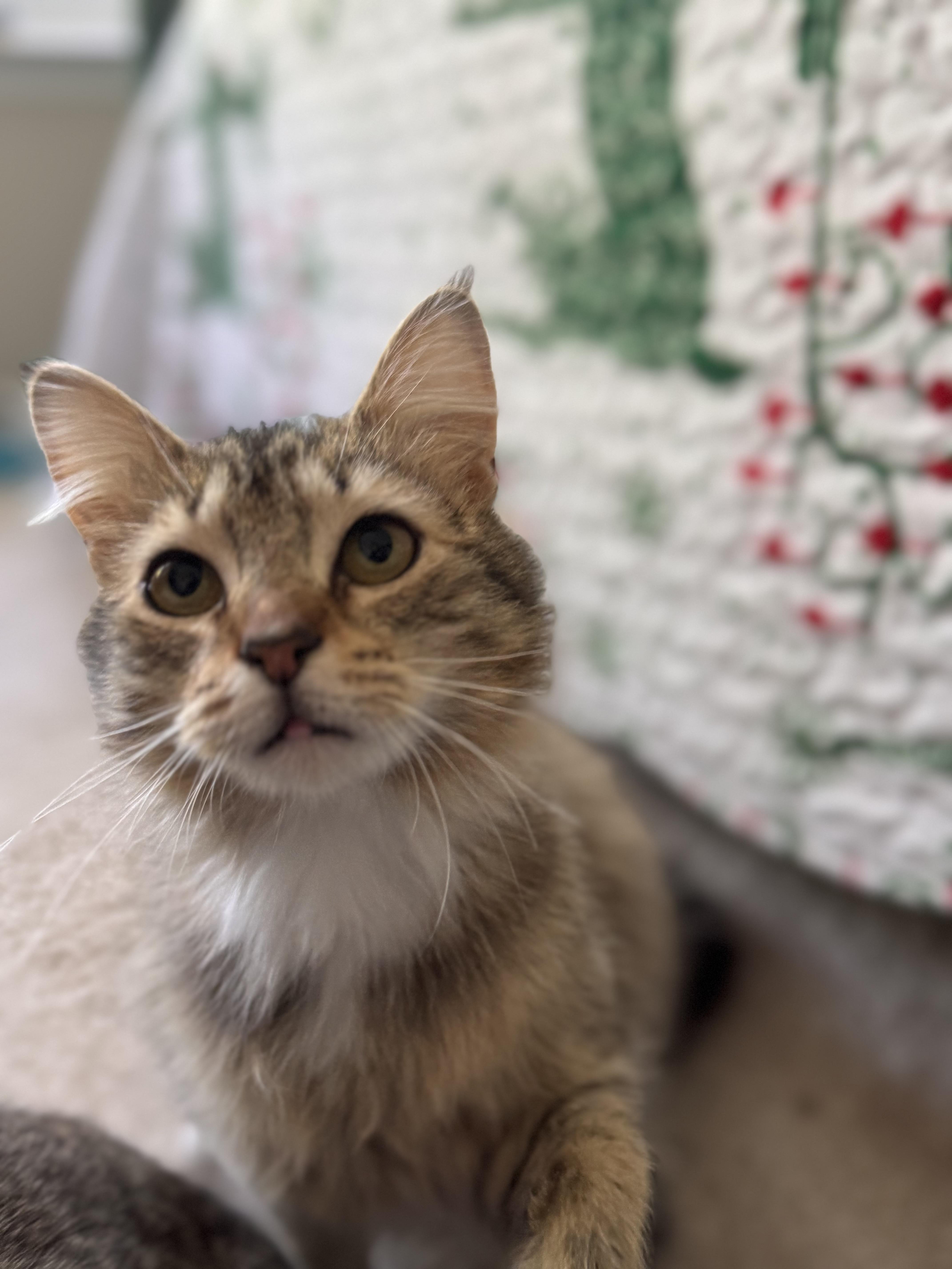 Jimmie, a ADOPTABLE Domestic Long Hair in Leesburg, VA image 3/5