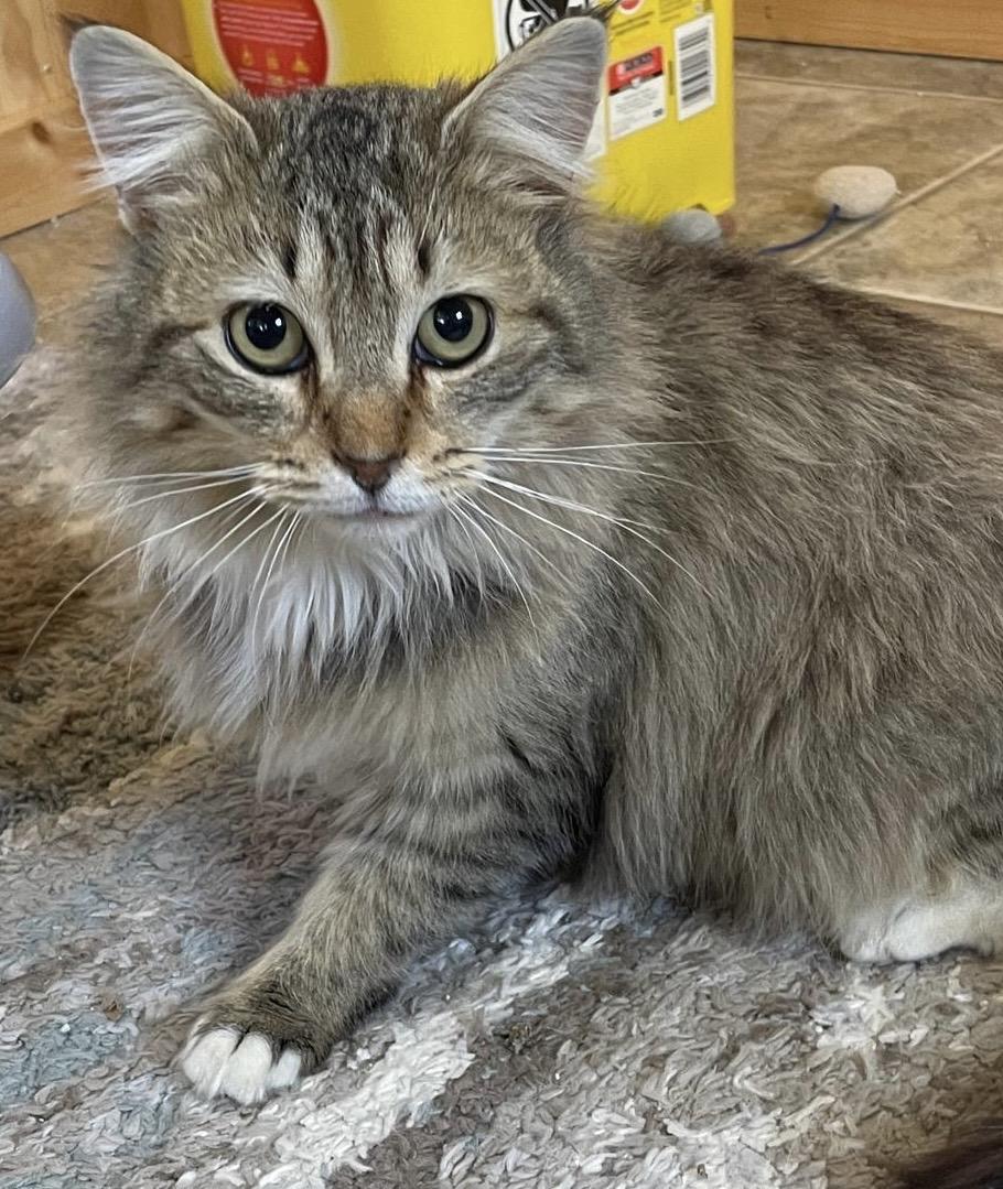 Enlarge Jimmie, a ADOPTABLE Domestic Long Hair in Leesburg, VA image 2/3