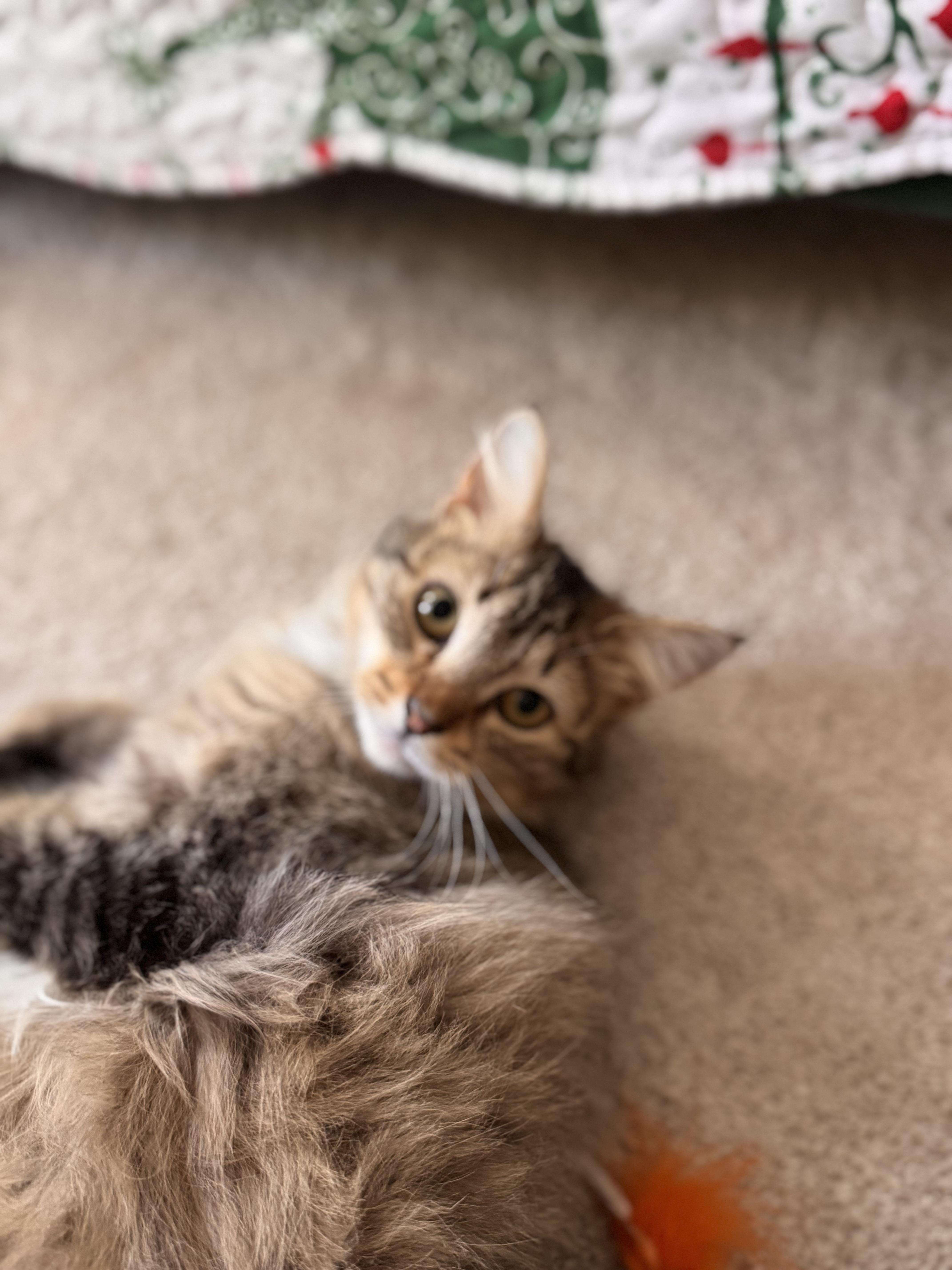 Jimmie, a ADOPTABLE Domestic Long Hair in Leesburg, VA image 2/5