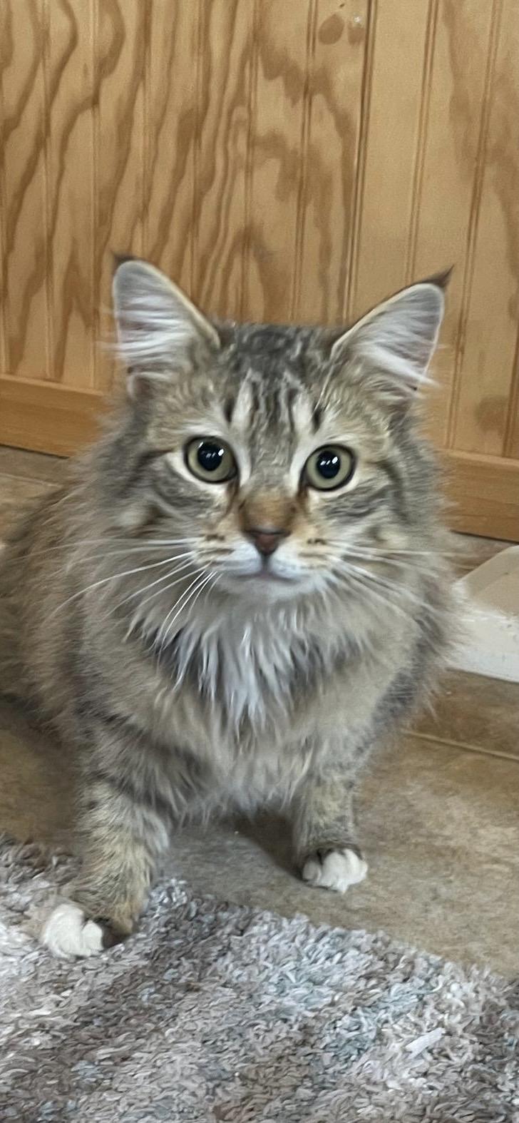 Jimmie, ADOPTABLE, Young Male Domestic Long Hair.