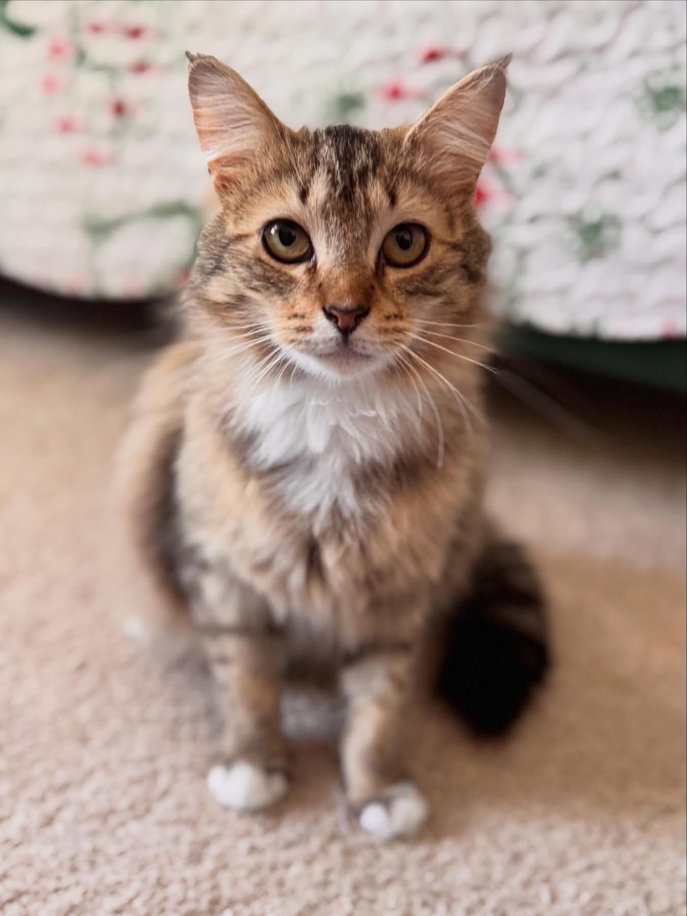 Jimmie, a ADOPTABLE Domestic Long Hair in Leesburg, VA image 1/5