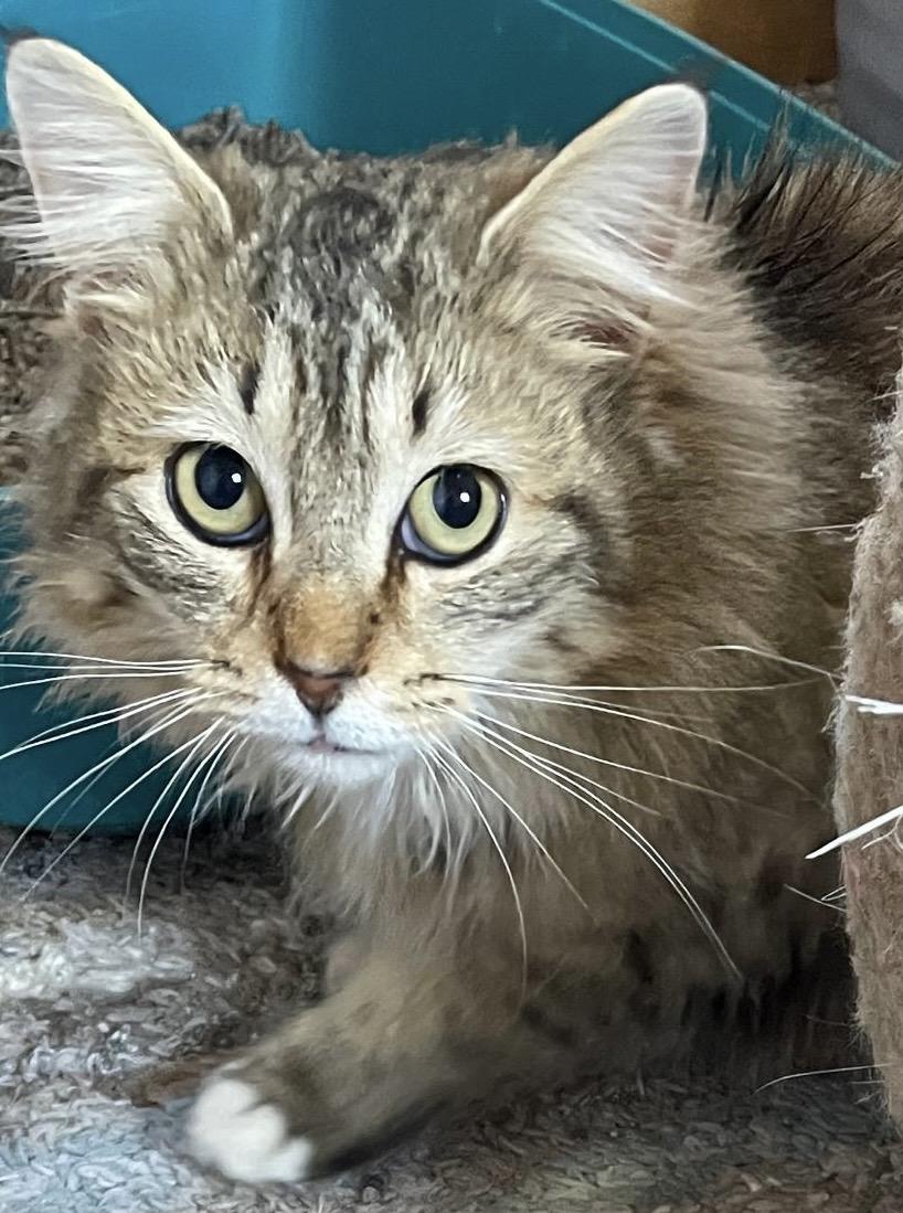 Enlarge Jimmie, a ADOPTABLE Domestic Long Hair in Leesburg, VA image 3/3