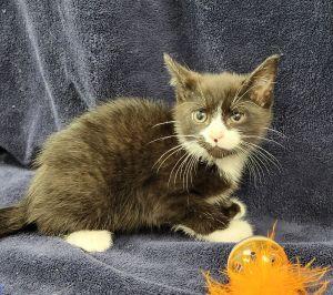 Charcoal, a ADOPTABLE Domestic Short Hair in Bucyrus, OH image 2/3