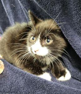 Charcoal, ADOPTABLE, Young Male Domestic Short Hair.