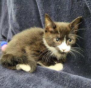 Charcoal, a ADOPTABLE Domestic Short Hair in Bucyrus, OH image 3/3