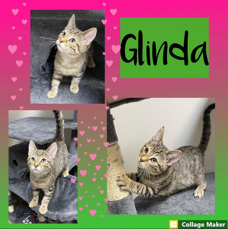 Glinda photo