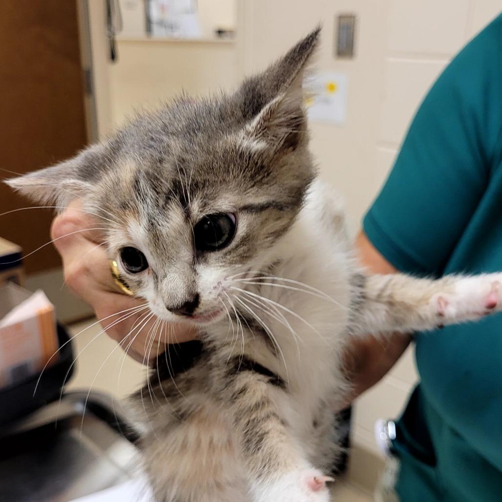 Sadie, Adoptable, Kitten Female Domestic Short Hair.