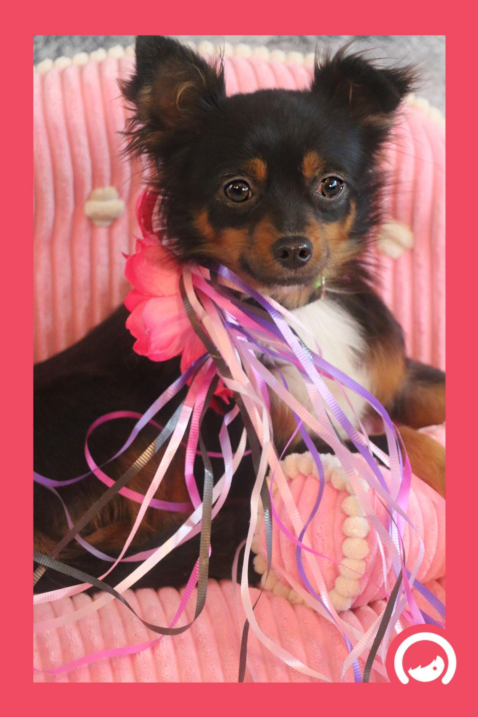 Enlarge Dani, a Adopted mixed breed in Garland, TX image 1/3