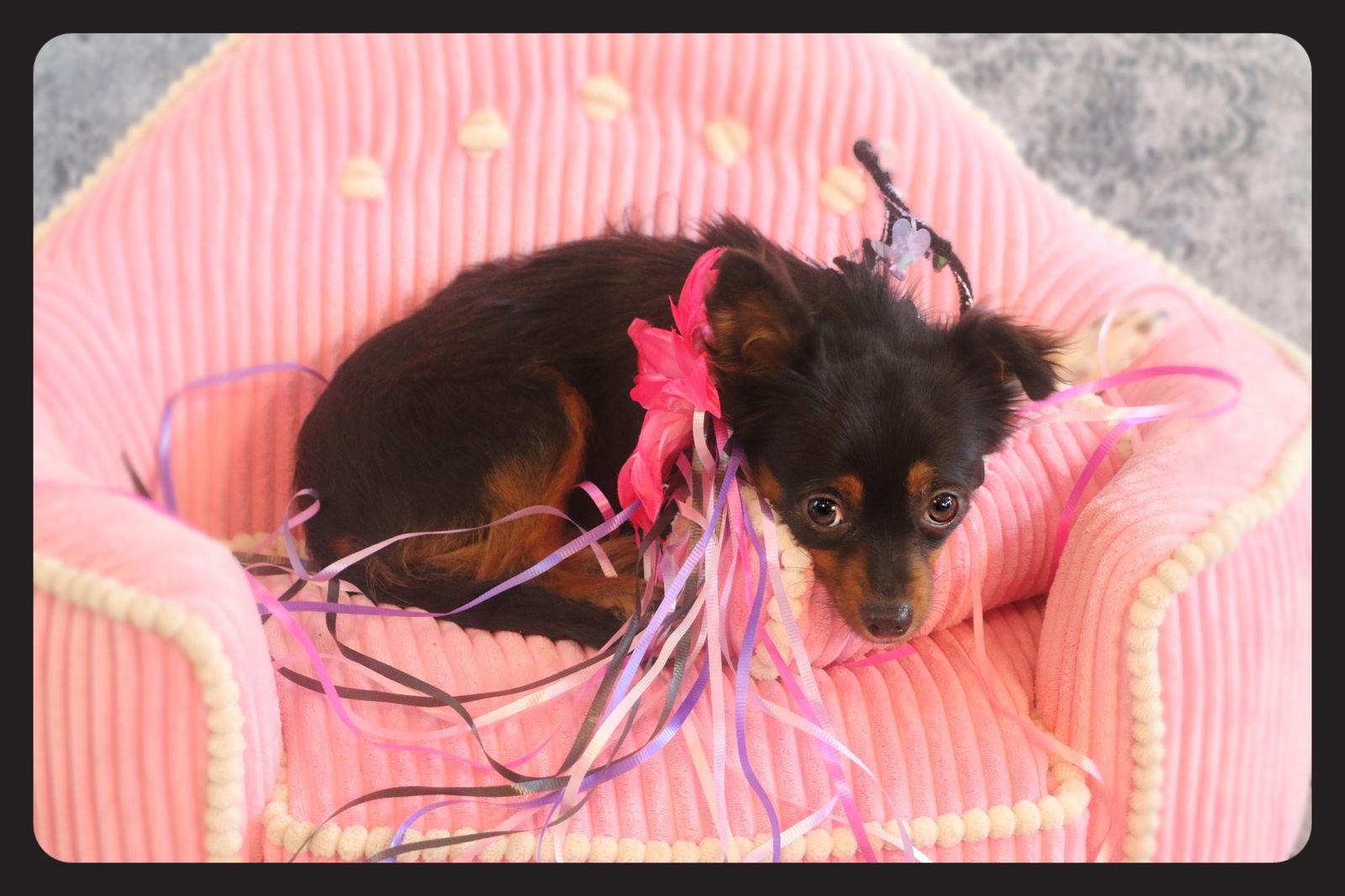 Enlarge Dani, a Adopted mixed breed in Garland, TX image 3/3