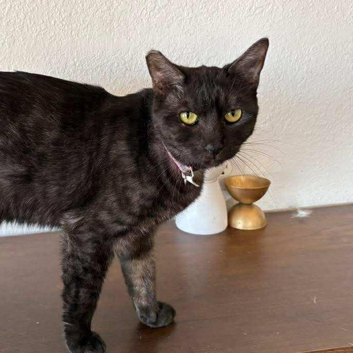 Enlarge Phantom, a Adoptable Domestic Short Hair in Las Cruces, NM image 1/2