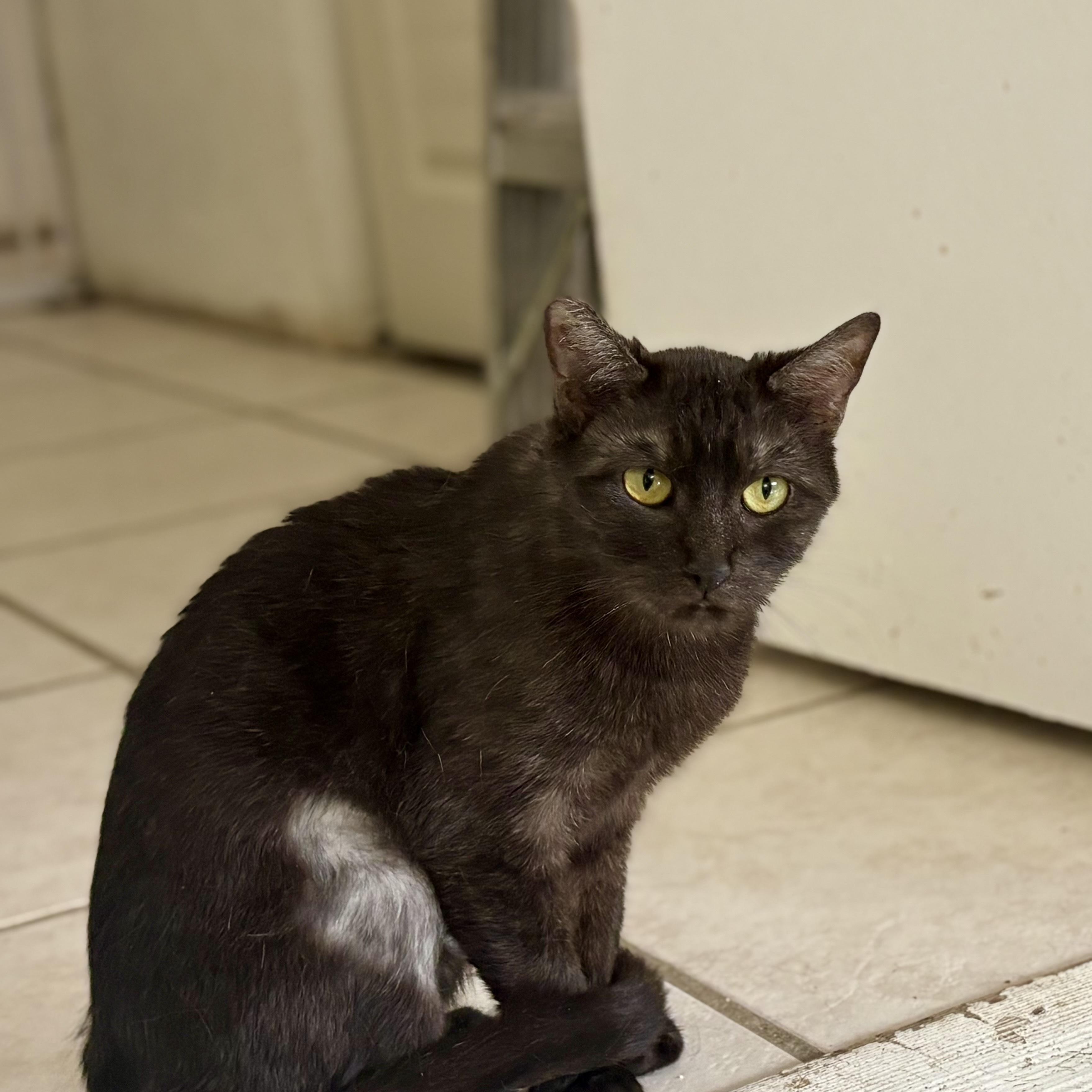 Phantom, Adoptable, Adult Female Domestic Short Hair.