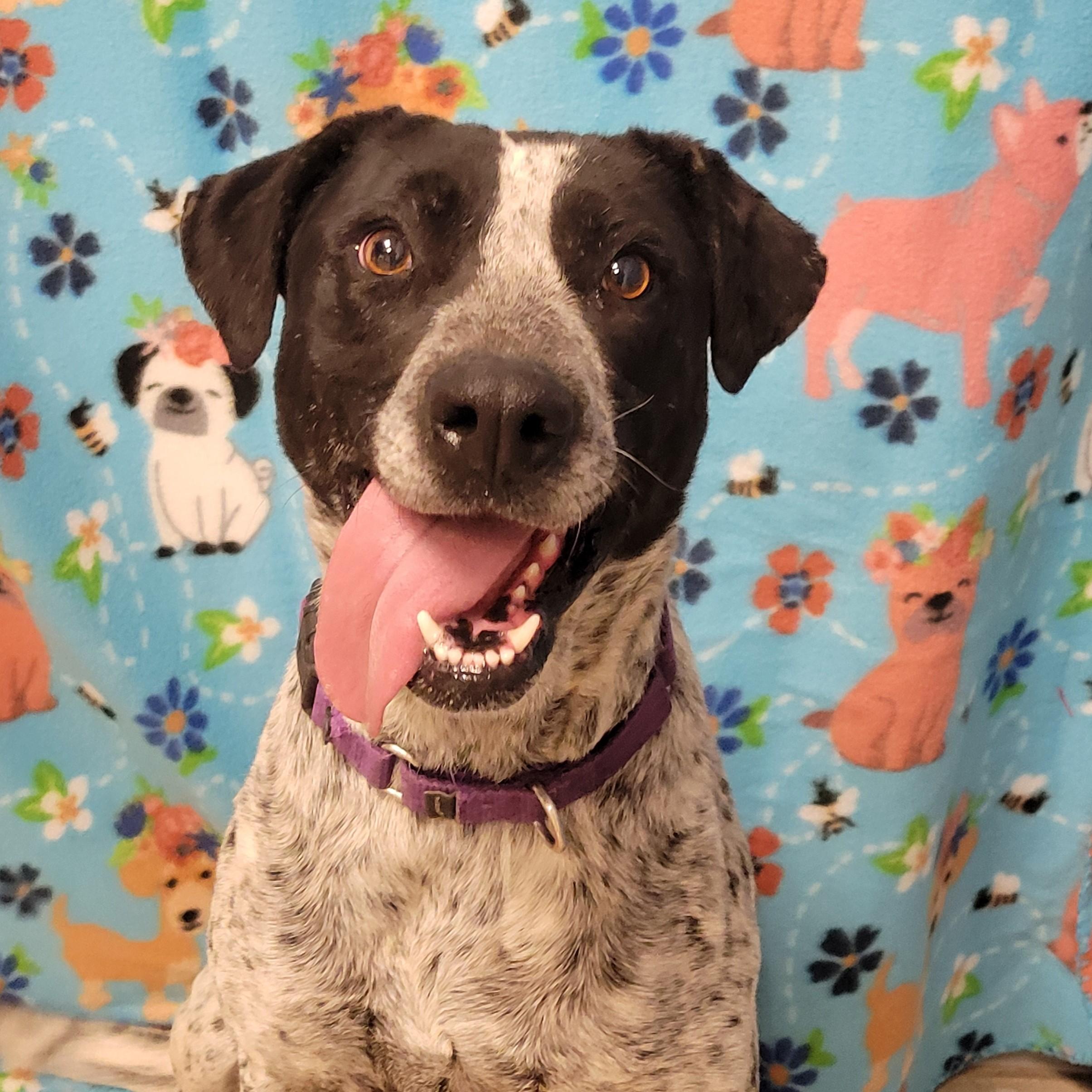 Enlarge Flaca, a ADOPTABLE mixed breed in ALPINE, TX image 2/6