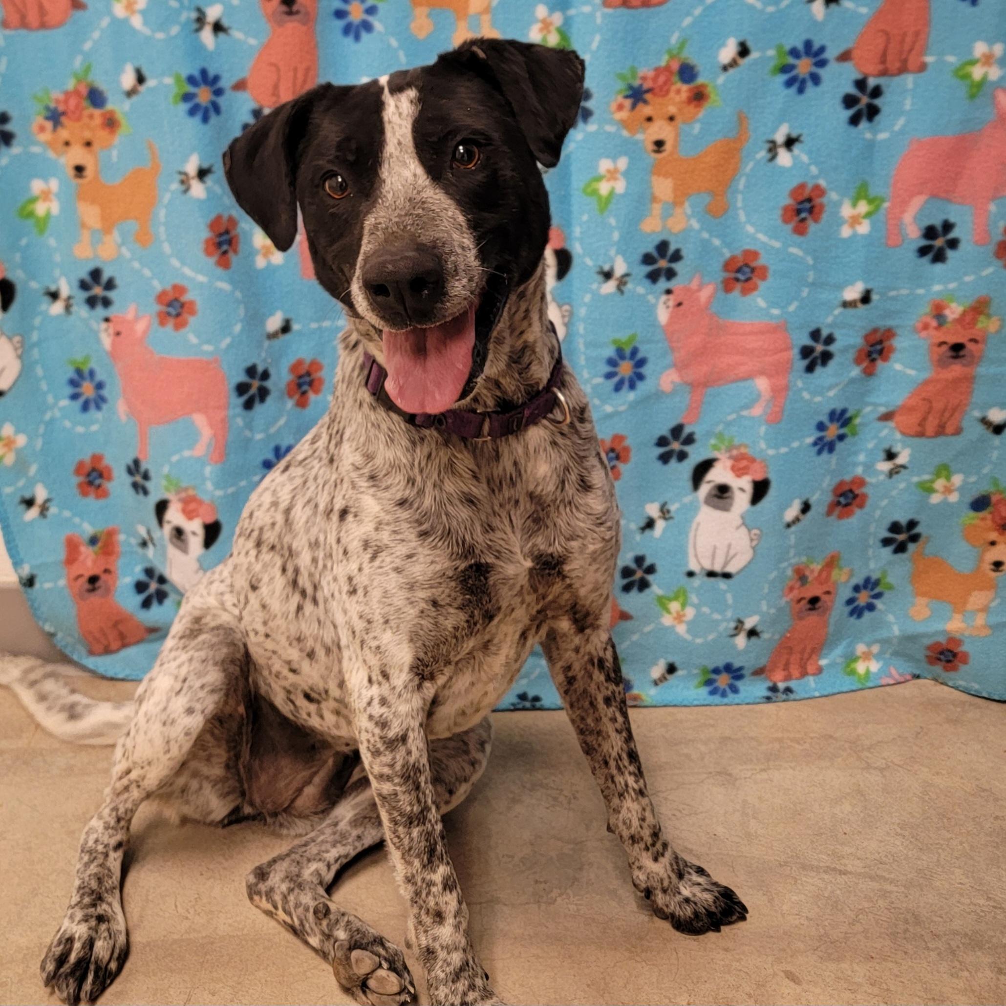 Enlarge Flaca, a ADOPTABLE mixed breed in ALPINE, TX image 4/6
