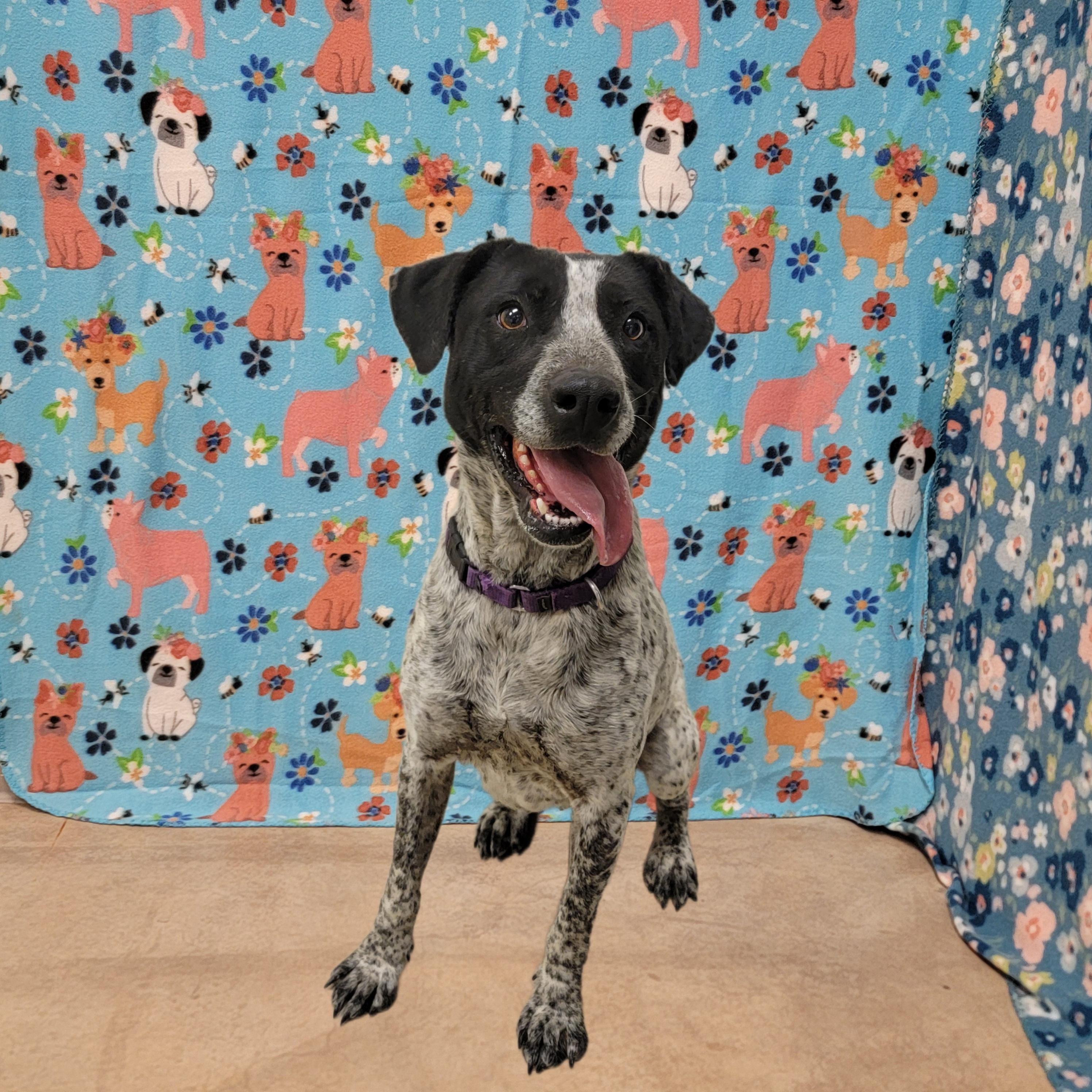 Enlarge Flaca, a ADOPTABLE mixed breed in ALPINE, TX image 6/6