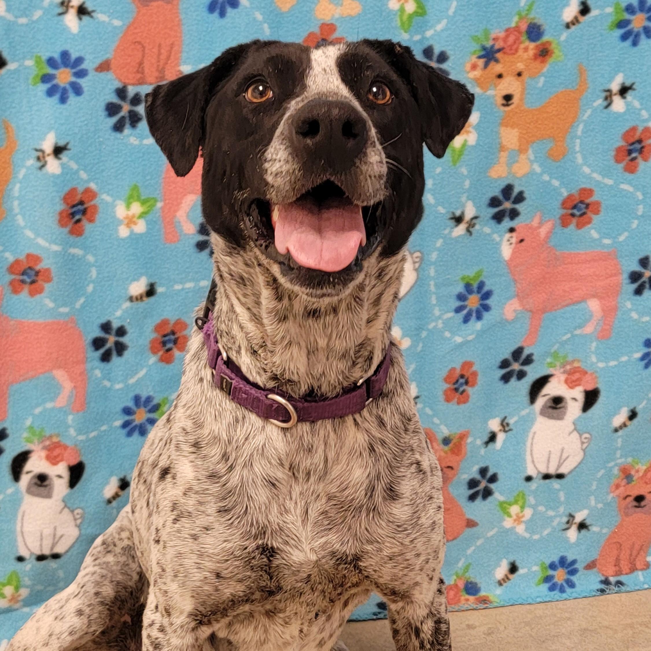 Enlarge Flaca, a ADOPTABLE mixed breed in ALPINE, TX image 3/6