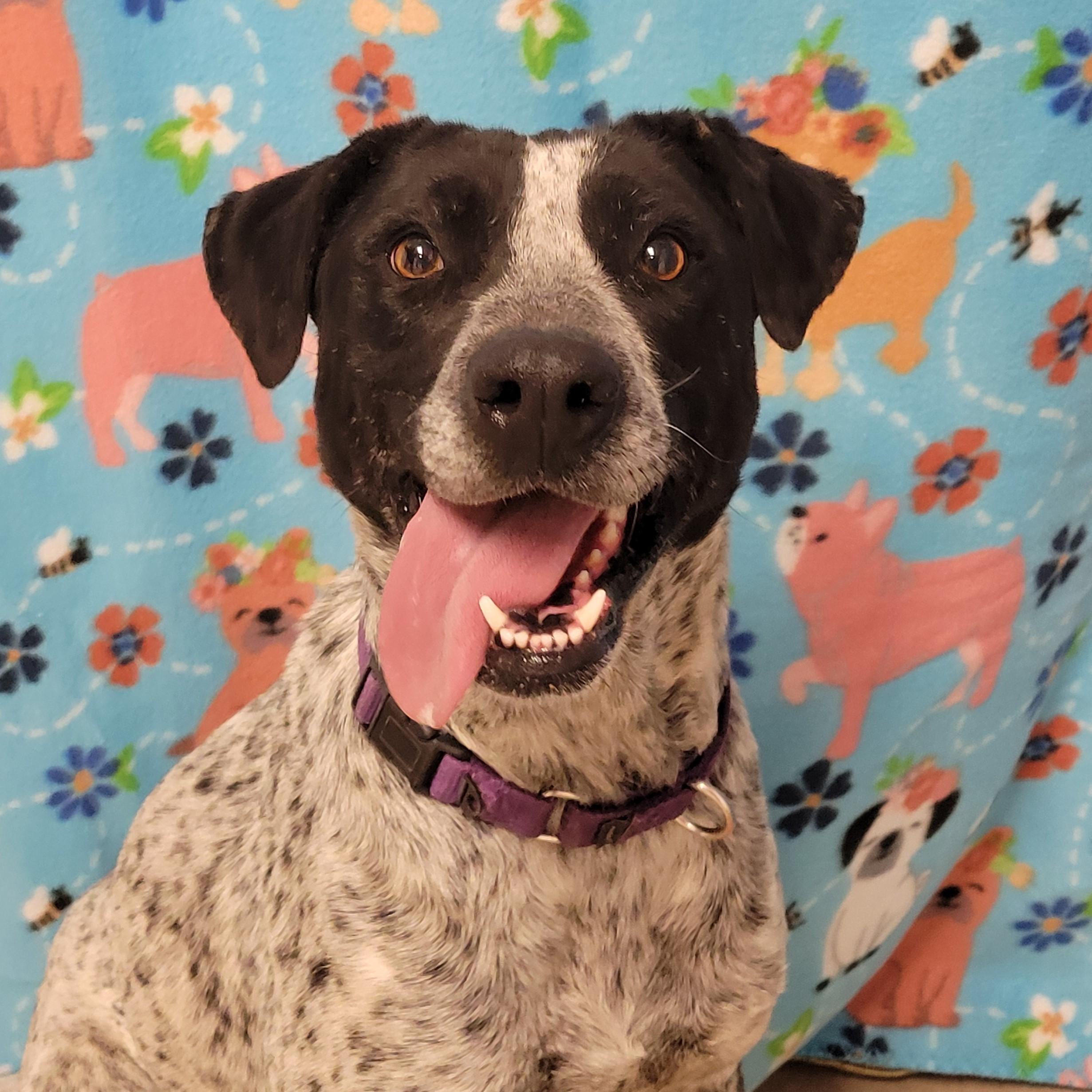 Enlarge Flaca, a ADOPTABLE mixed breed in ALPINE, TX image 5/6