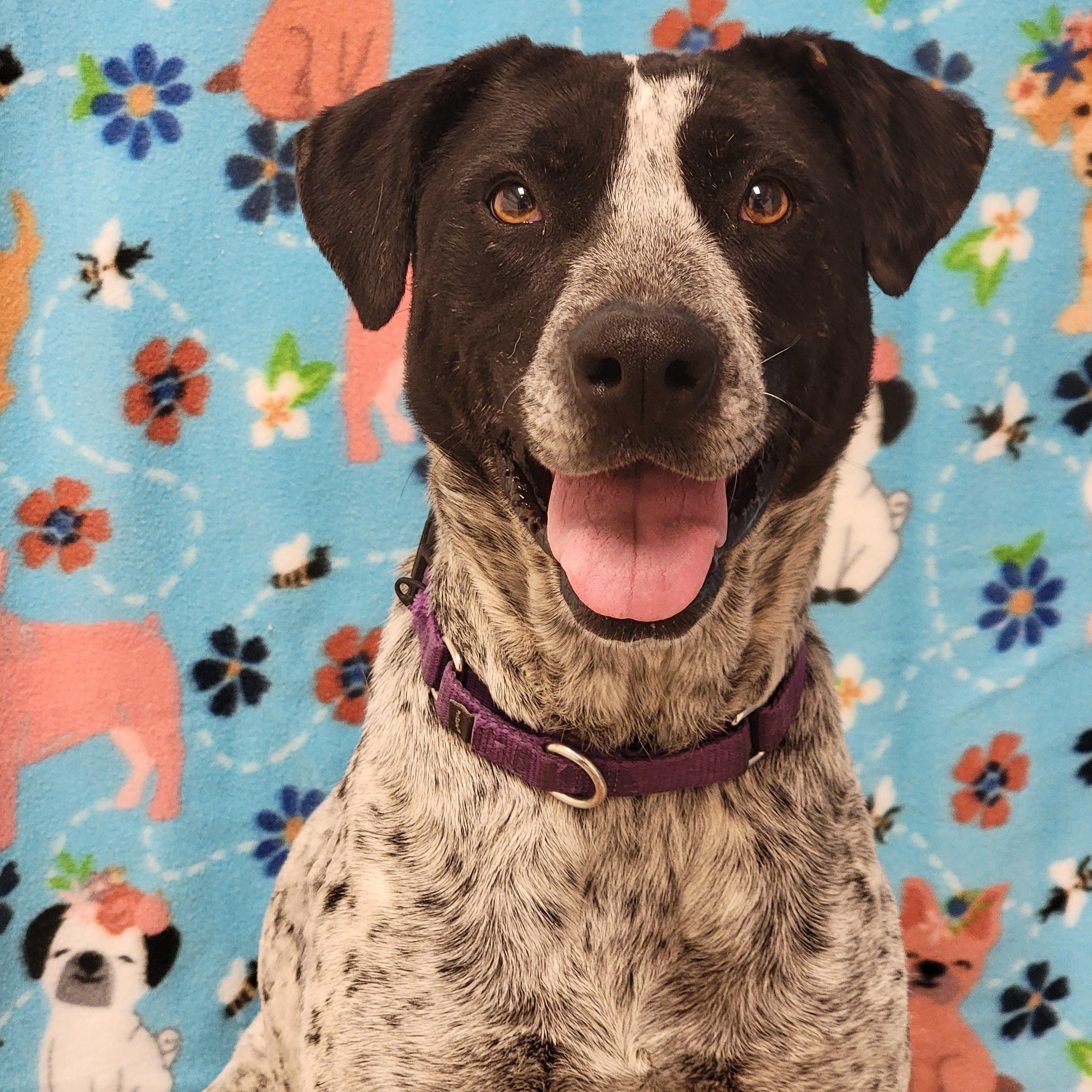 Enlarge Flaca, a ADOPTABLE mixed breed in ALPINE, TX image 1/6