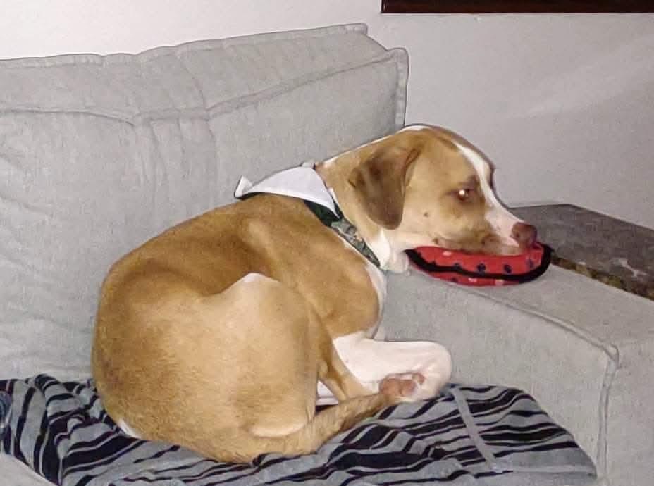 Enlarge Courtesy Listing - Gus Gus, a ADOPTABLE Mixed Breed in Kenosha, WI image 4/5