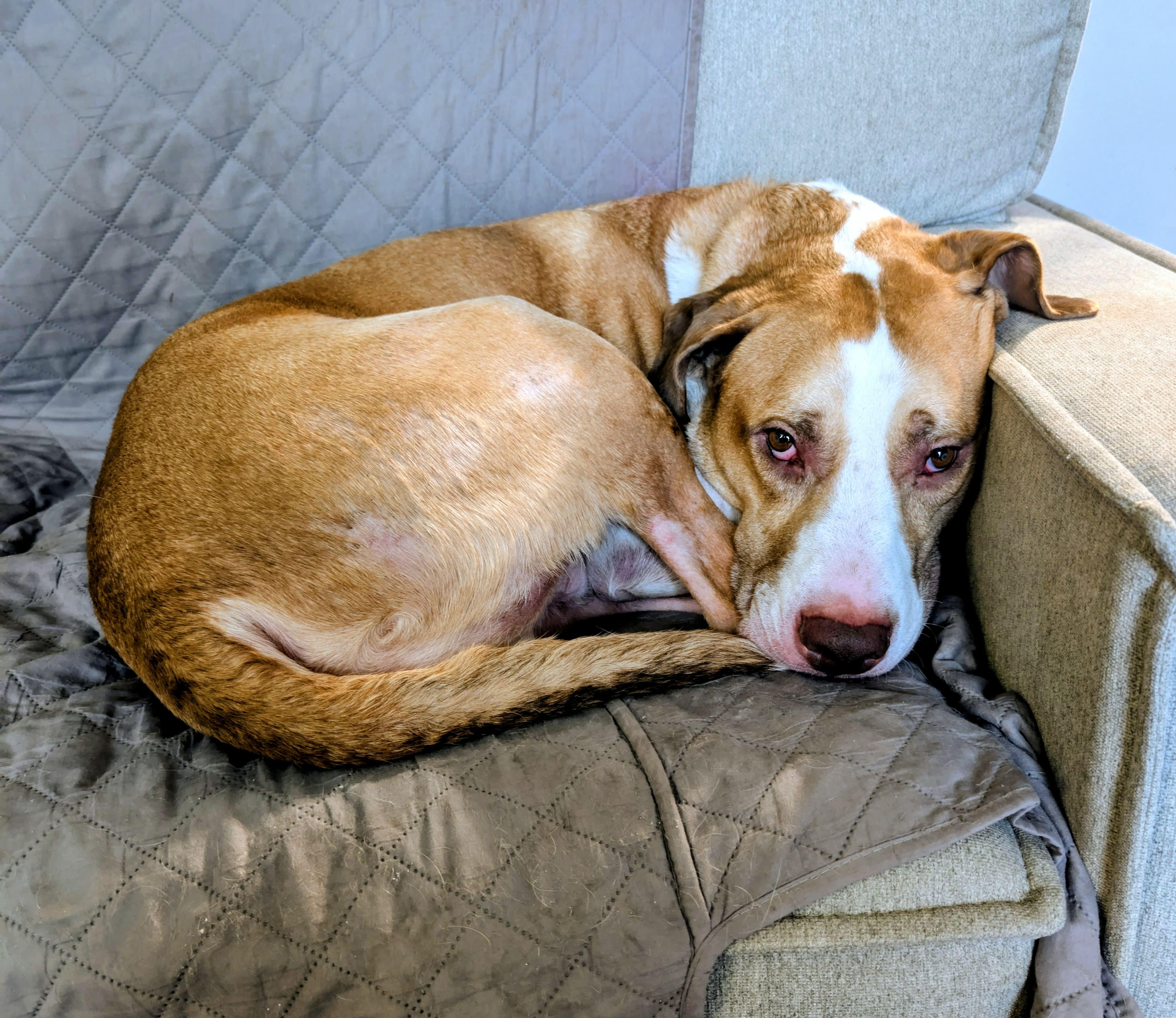 Courtesy Listing - Gus Gus, a ADOPTABLE Mixed Breed in Kenosha, WI image 1/5