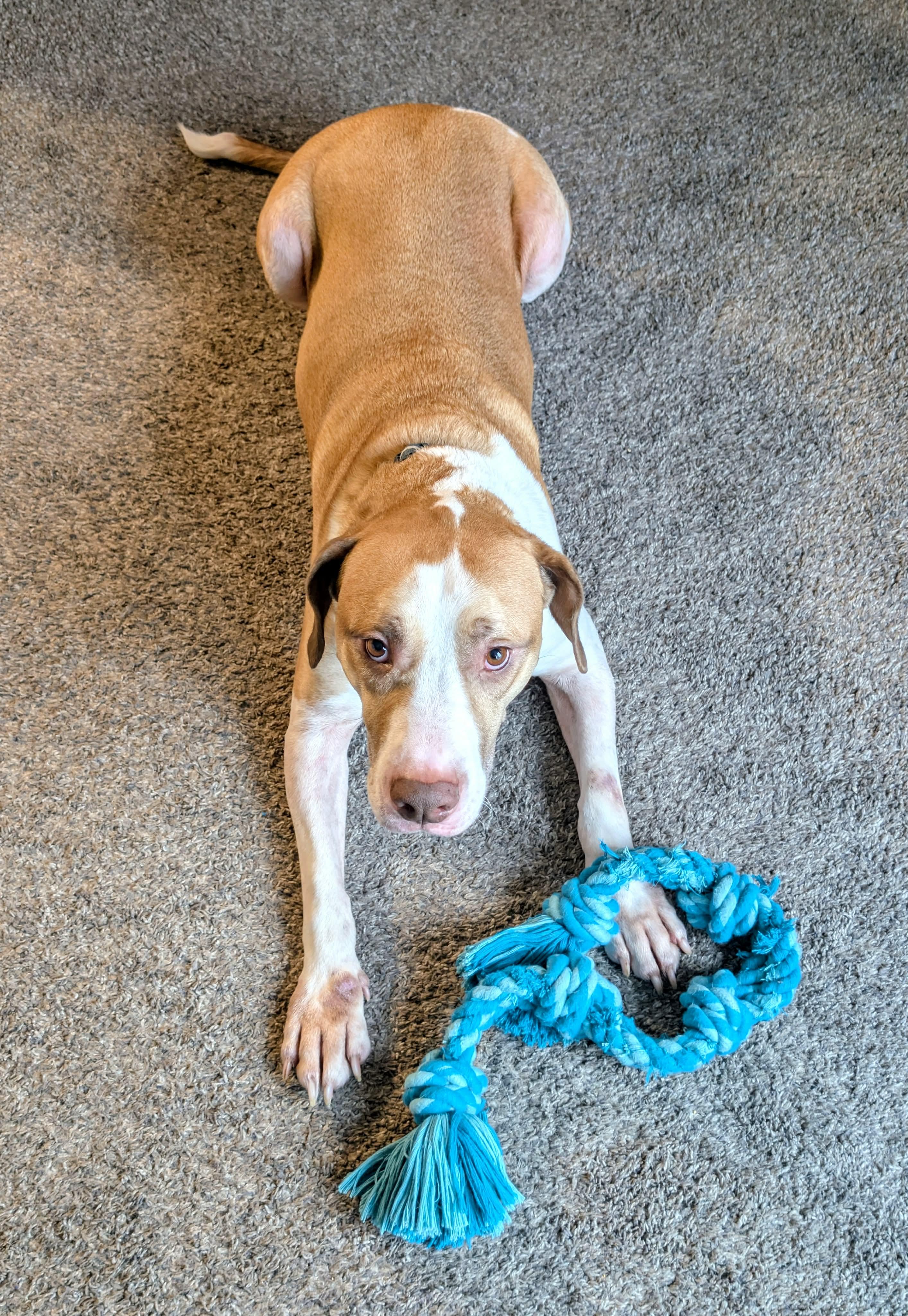 Courtesy Listing - Gus Gus, a ADOPTABLE Mixed Breed in Kenosha, WI image 3/5
