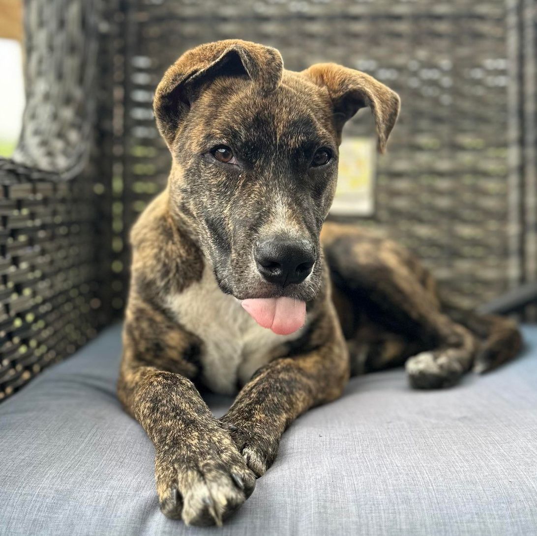 Jelly, Adopted, Puppy Male Mixed Breed.