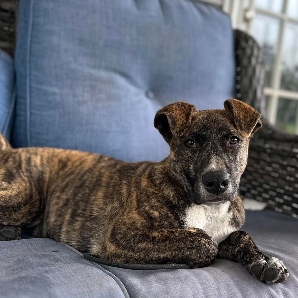 Jelly, a Adopted Mixed Breed in Clinton, NC image 2/10