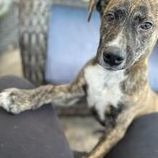 Jelly, a Adopted Mixed Breed in Clinton, NC image 3/10