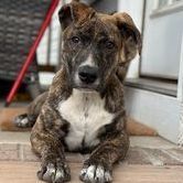 Jelly, a Adopted Mixed Breed in Clinton, NC image 4/10