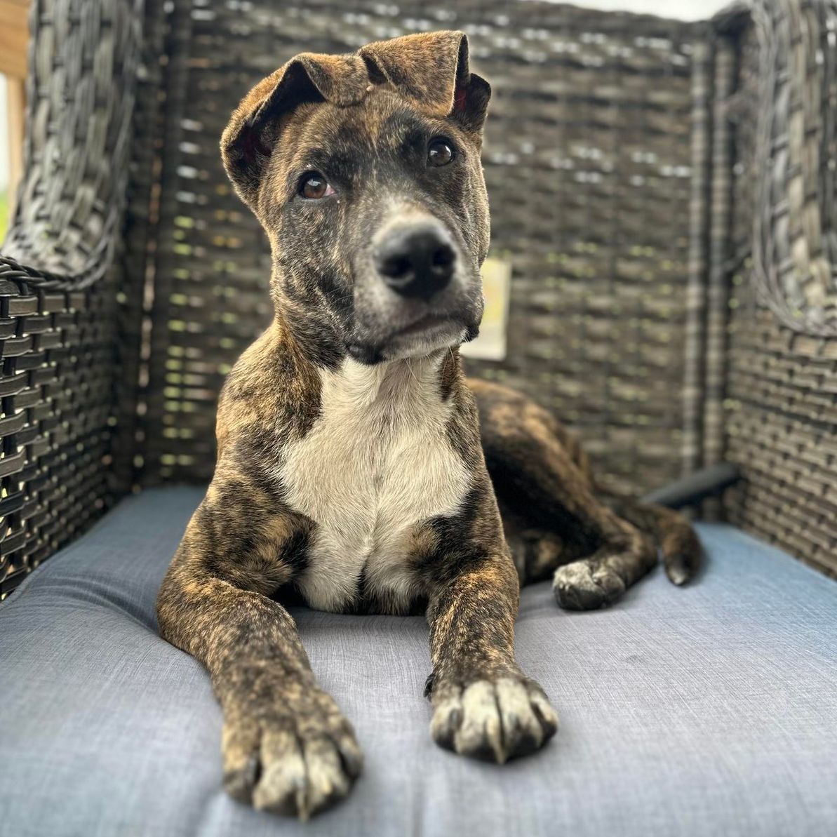 Jelly, a Adopted Mixed Breed in Clinton, NC image 5/10