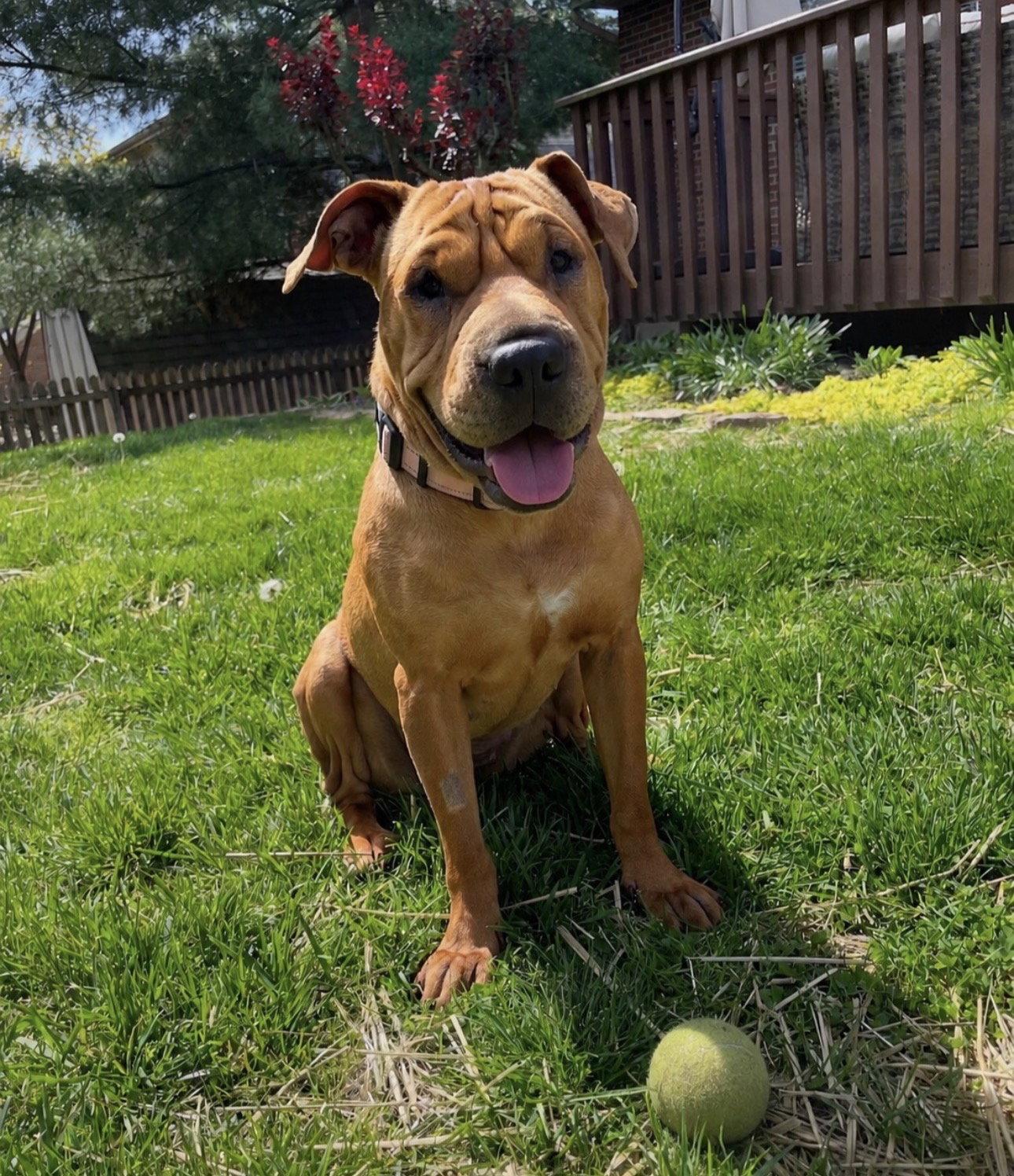 Enlarge Piper, a Adoptable Shar-Pei in Fort Thomas, KY image 1/3