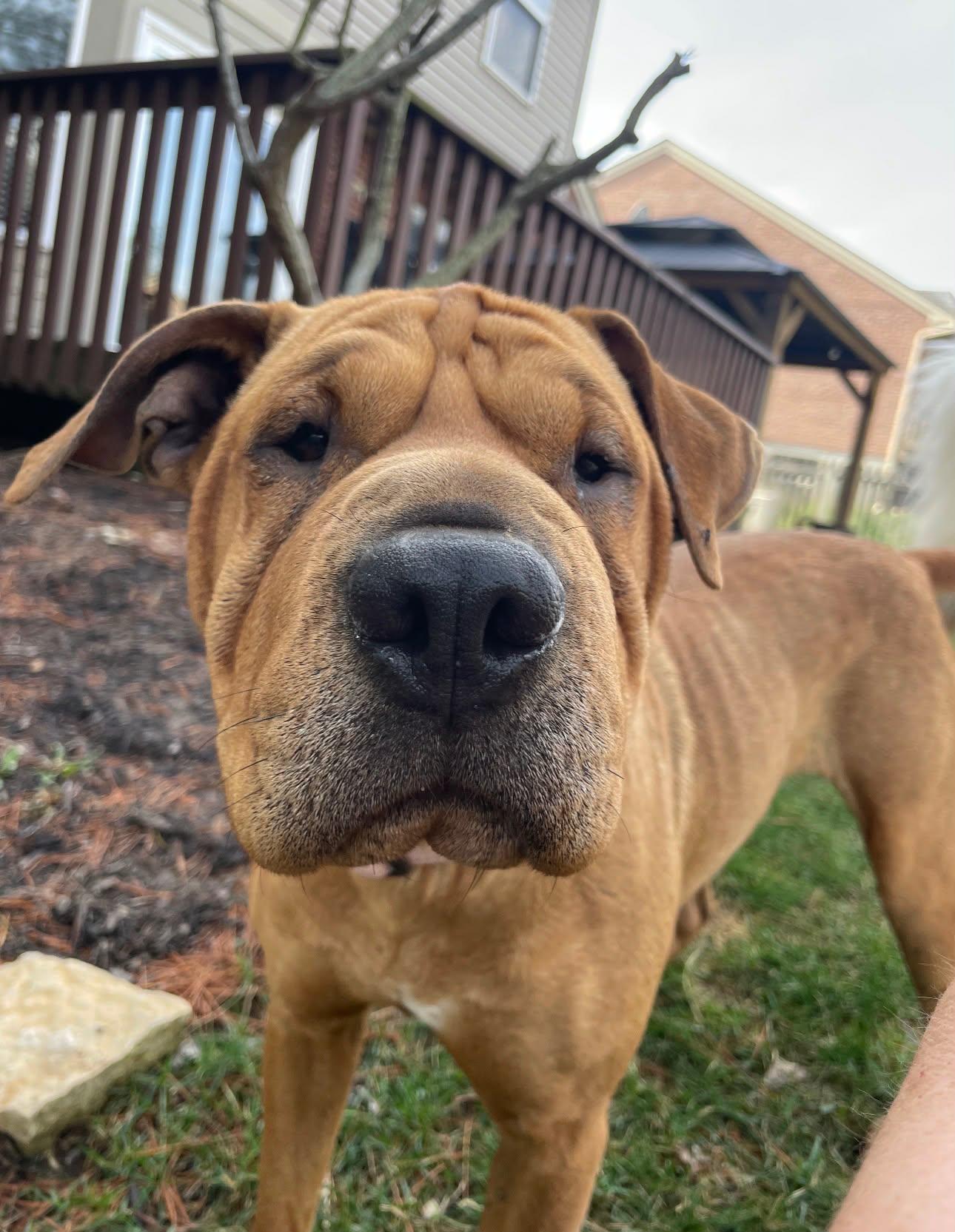 Piper, Adoptable, Young Female Shar-Pei.