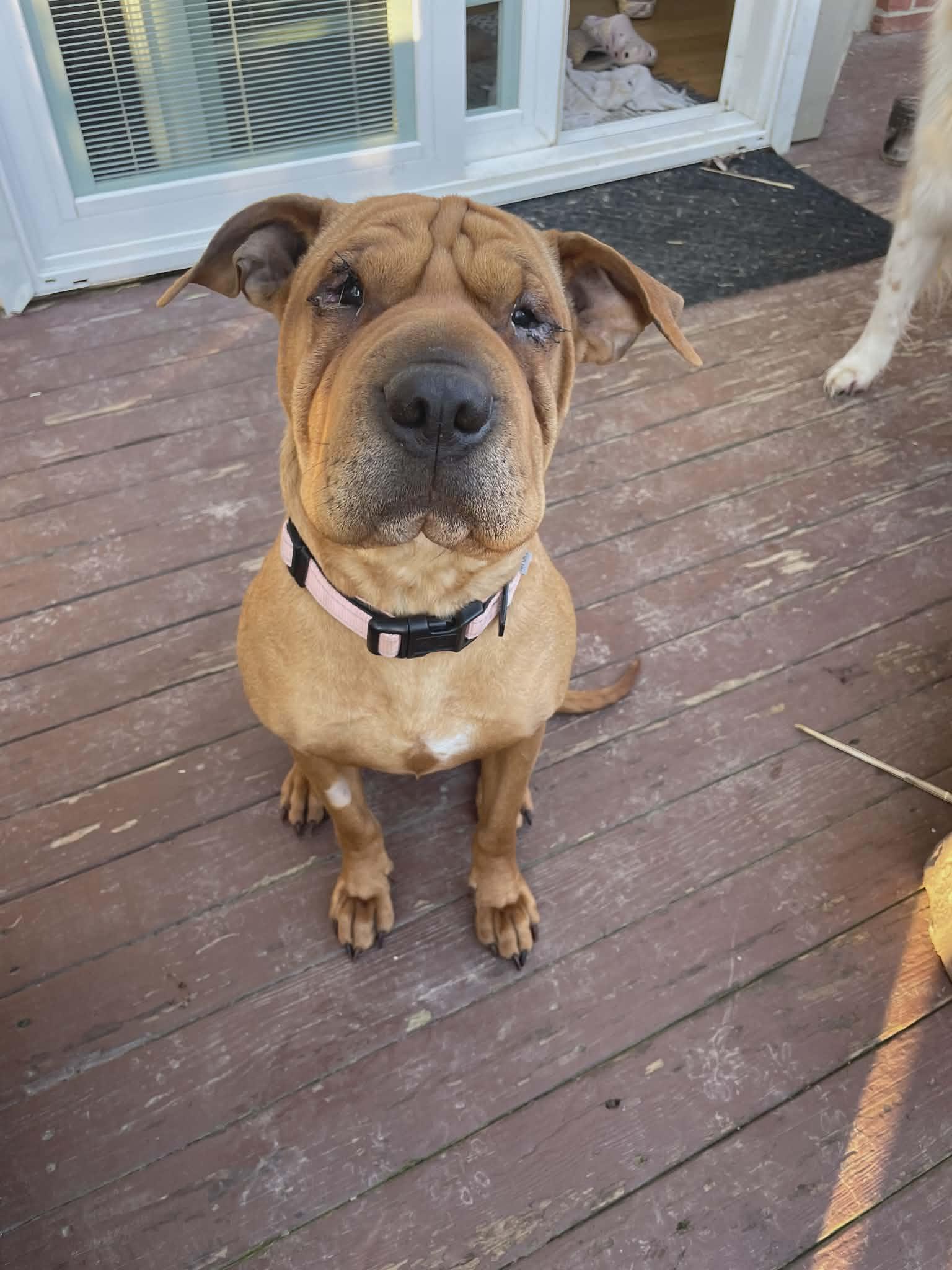 Enlarge Piper, a Adoptable Shar-Pei in Fort Thomas, KY image 2/2