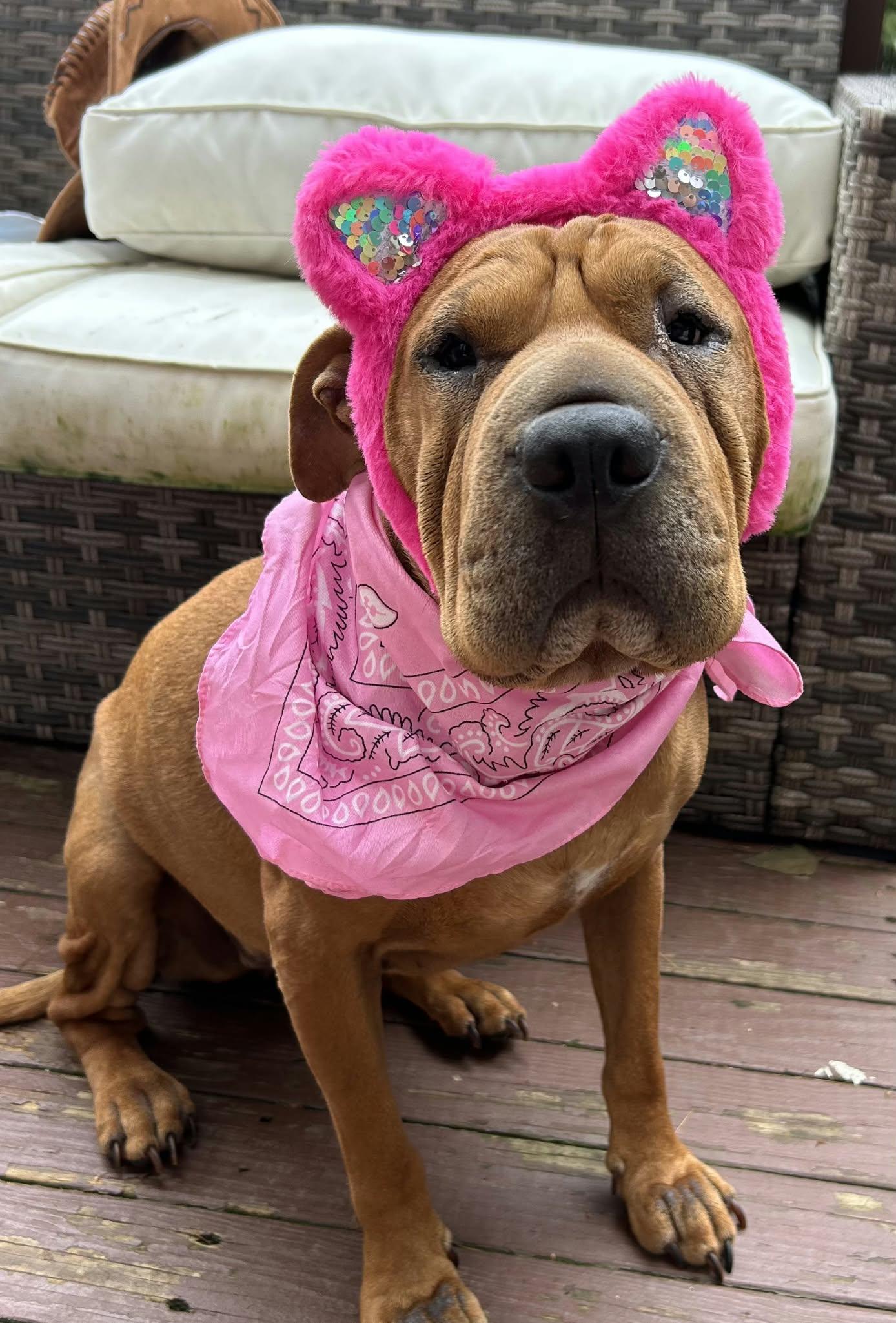 Enlarge Piper, a Adoptable Shar-Pei in Fort Thomas, KY image 3/3
